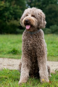 labradoodles-elise-02