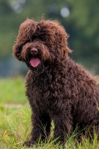 labradoodles-elise-07