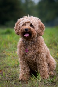 labradoodles-elise-16