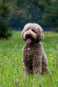 labradoodles-elise-58